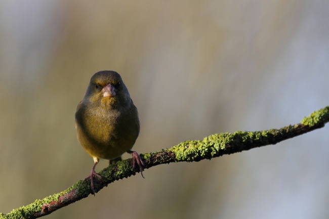 verdier 2013-12-29.JPG